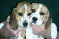Nilesanddaphne2