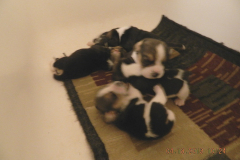 DSCN0547