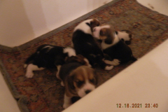 DSCN3636